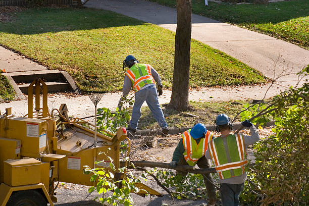 Best Tree Maintenance Programs  in West Whittier Los Nietos, CA